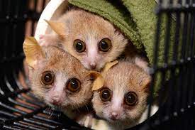 10 Super Cute Lemur Species Lemur Primates Grey Mouse Lemur