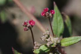 Image result for Boerhavia coccinea
