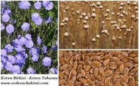 Keten Tohumunun Saca Faydalari Sac Tohum Sac Bakimi