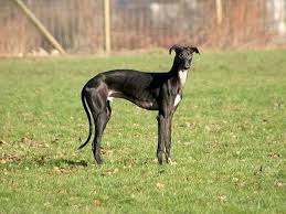 Black And White Greyhound Mix Pin By Lori Beyer On Greyhounds In 2020 Greyhound Grey Hound Dog Greyhound Mom