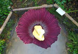 Titan Arum Corpse Flower Which Smells Like Death Opens At Eden Project Express Co Uk