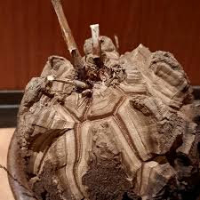 Image result for Aeollanthus subacaulis