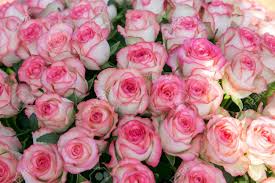 Red flowers hd wallpapers images pictures. A Large Bouquet Of Pink Roses 100 Or 1000 Rose Flowers Stock Photo Picture And Royalty Free Image Image 147242953