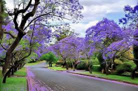 We did not find results for: Names Of Flowering Trees In Pakistan Flix It