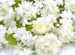 We did not find results for: Types Of Flowers 15 Different Varieties Of Flowers With Names Pics