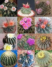 Either with very thick gloves or use folded newspaper to loop around the top. Pin By La Vale On Cacti Succulents Seeds Cactus Plants Cactus Arrangement Colorful Succulents