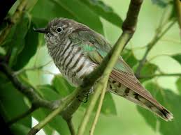 Shining bronze cuckoo - Wikipedia