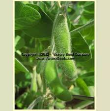 Image result for Brazzeia soyauxii