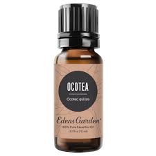 Image result for Ocotea