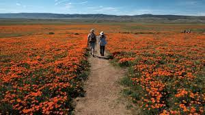 Encuentra actividades para reservar y consejos y recomendaciones de los lugareños que mejor conocen lake elsinore. It S Not A Super Bloom But You Can Still Spot Wildflowers