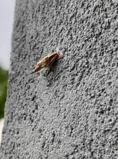 Bagworm making its way up wall