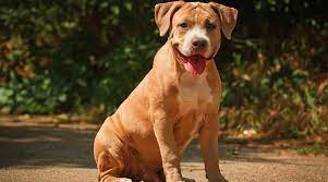 Pitbull Labrador Retriever Mix Aka Labrabull Or Pitador Breed Info