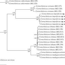 Image result for Coccinia subsessiliflora