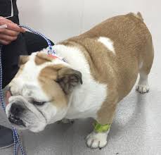 Both the pug and english bulldog have ancient histories with royal families. Veterinary Key Points Surgical Removal Of Screw Tail In Bulldogs