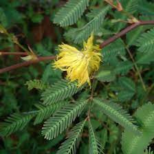 Water Mimosa Facts Care Planting Guide Neptunia Oleracea Pond Informer Plants Plant Leaves Growing Fruit