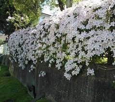 Maybe you would like to learn more about one of these? Clematis Cartmanii Avalanche Google Zoeken Evergreen Vines Evergreen Clematis Evergreen Plants