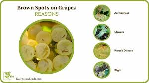 Fruit Trees, Bushes, And Vines For Natural Growing In The Ozarks – Attra –  Sustainable Agriculture