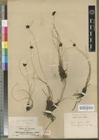 Image result for Pycreus nigricans