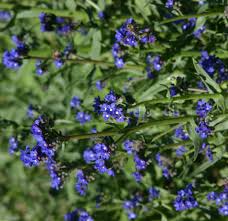 Image result for Anchusa capensis