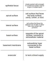 Epithelial Tissue Vocabulary Flash Cards Medical Terminology Flash Cards Vocabulary Flash Cards Nursing Flashcards