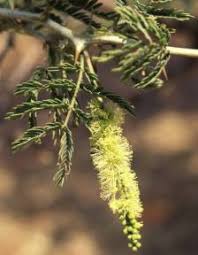 Image result for Faidherbia albida