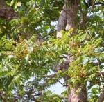 Image result for Commiphora pteleifolia