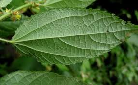 Image result for Triumfetta pilosa