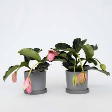 Image result for Medinilla