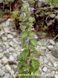 Image result for Mesosphaerum suaveolens