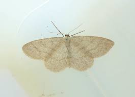 Image result for Scopula ternata