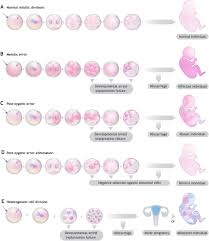 In the embryonic development of humans and other animals, the zygote stage is brief and is followed by cleavage, when the single cell becomes subdivided into smaller cells. Preimplantation Genetic Testing Single Cell Technologies At The Forefront Of Pgt And Embryo Research In Reproduction Volume 160 Issue 5 2020