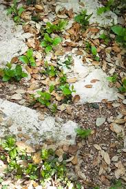 Using a pair of clean gardening shears, cut the sprout as close to the tree as possible. Gardener S Mailbag Why Is My Live Oak Taking So Long To Leaf
