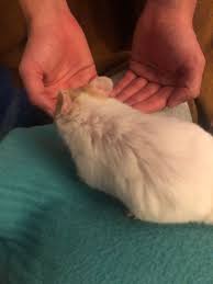 These have coats similar to wild hamsters. Hamster Fur Thinning Scrabbles 1m Syrian Has What Seems To Be Hair Loss On The Back Of His Neck Shoulder Also What Seems To Be A Patch Of Think Short Hair Amongst The