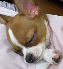 He Sleeps With Me Burrowed Under The Blankets He 8217 S A Good Little Hot Water Bottle In The Winter Chihuahua Chihuahua Love Cute Chihuahua