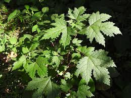 Image result for Girardinia bullosa