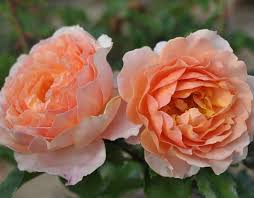 Viele verschiedene sorten in unterschiedlichsten farben direkt vom züchter! Sonnenwelt Rose Orange Shrub Rose