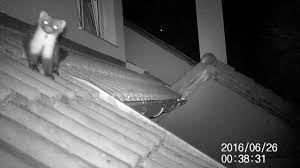 Marder Auf Und Im Dach Teil 1 Youtube