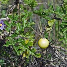 Image result for Solanum linneanum