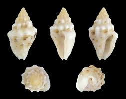 Image result for Eulophia bisaccata