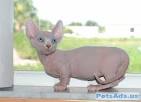 Rugrunners | Munchkin and Sphynx Breeder in Ephrata, PA