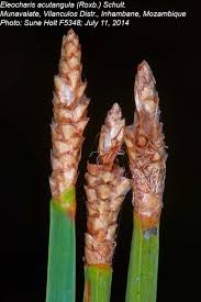 Image result for Eleocharis acutangula