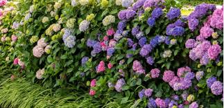This list will help you to find the top scoring words to beat the opponent. Why Is My Hydrangea Not Flowering Answered Pyracantha Co Uk