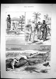Black Babies Alligator Bait Ceylon Bait Black History Facts African History African American History
