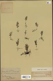 Image result for Crepidomanes inopinatum