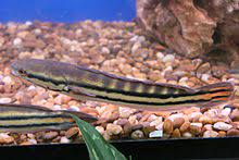 Giant snakehead, red toman, indonesian snakehead mandarin name | 鱼类中文名: Channa Micropeltes Wikipedia