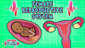 Learn more here you are seeing a 360° image instead. Science For Kids Body Parts Female Reproductive System Operation Ouch Experiments For Kids Youtube
