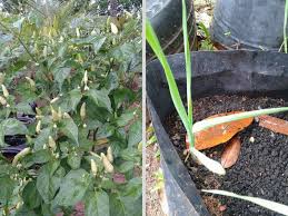 Namun begitu, jika anda baru nak bermula berkebun di rumah, saya walaupun begitu, jika kita tanam di rumah ia bukanlah satu masalah. Tanam Bawang Putih Agar Pokok Cili Tidak Mati Diserang Semut Keluarga