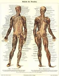 Maybe you would like to learn more about one of these? Sistem Otot Wikipedia Bahasa Indonesia Ensiklopedia Bebas