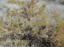 Image result for Fagonia isotricha