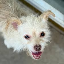 Abandoned dogs near Grand Walmart in Amarillo need rescue